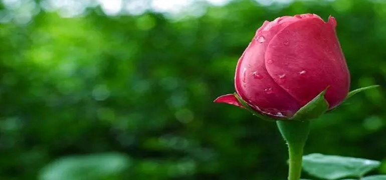 Bahagianya Menjadi Perempuan yang Terjaga